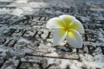 A flower on the grave depicting death of a loved one.