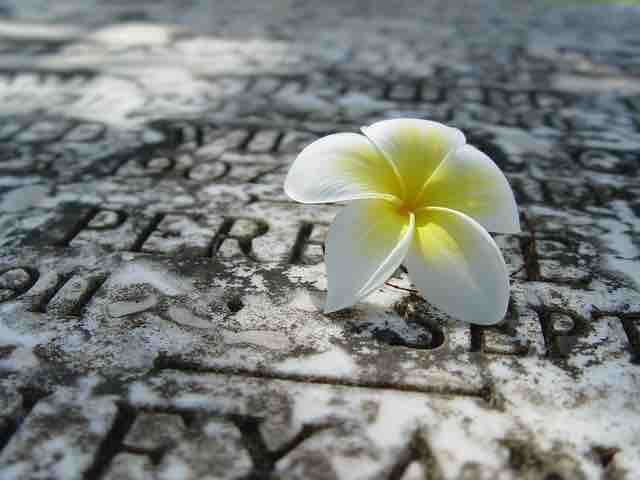 A flower on a grave depicting death of a loved one. As a whole it represents life and death of a person.