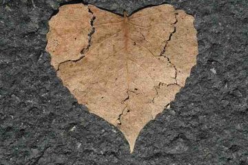 A torn dry heart shaped leaf depicting broken love and misery.