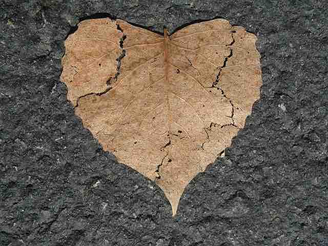A torn dry heart shaped leaf depicting broken love and misery.