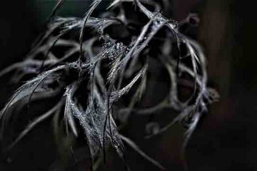Branches of a dead tree frozen in cold depicting state of mind of a person in depression.