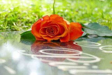 A rose on a grave depicting death of a loved one.