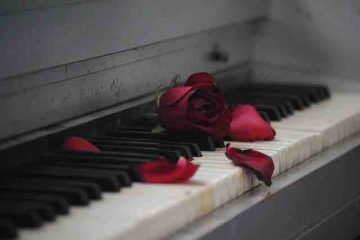 Torn rose petals scattered over the piano showcasing broken relationship and misery.